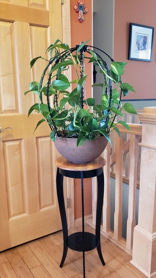 potted plant trellis 1