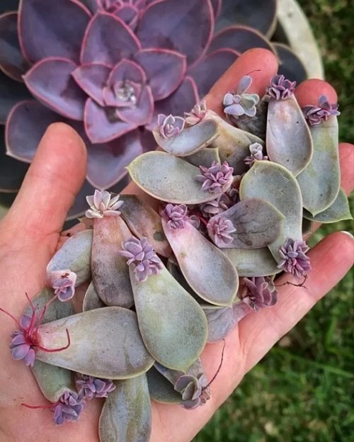 Different Ways to Propagate Hens and Chicks