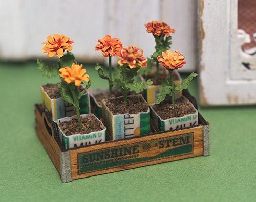 growing marigolds in tray 1