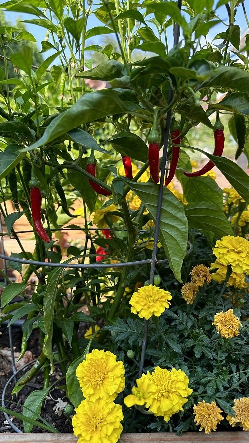 pepper and marigold companion plants 