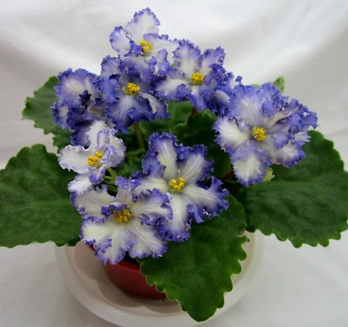 African Violet Varieties With Dual Color Flowers