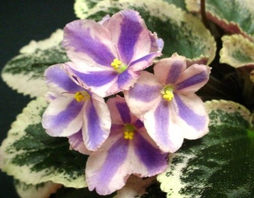 Varieties of African Violet With Dual-Color Flowers 3