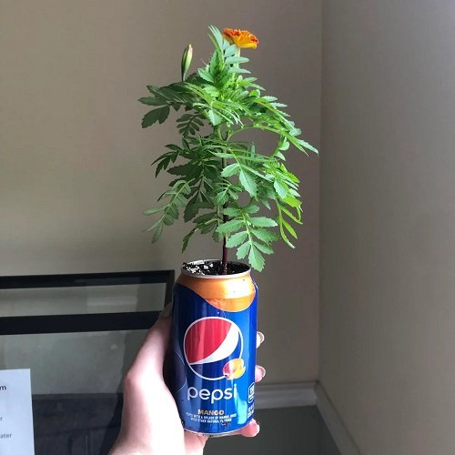 growing marigolds in pepsi can 1
