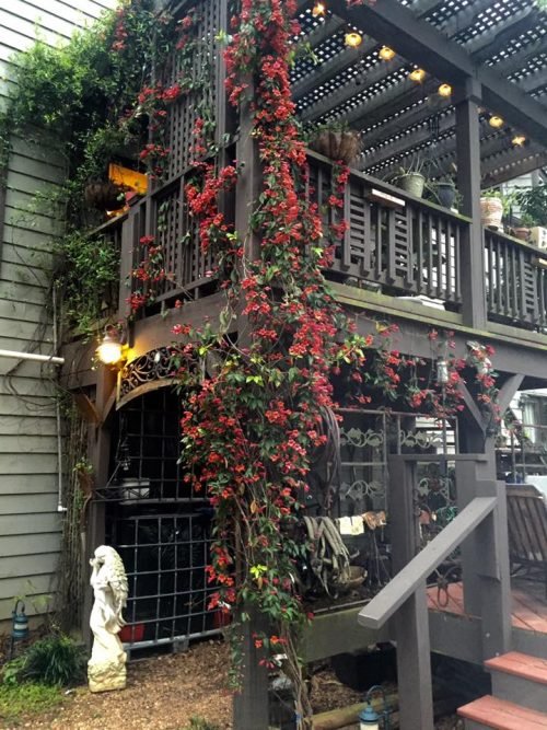 17 Fast Growing Flowering Vines | Balcony Garden Web