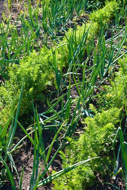 onion and carrots companion planting