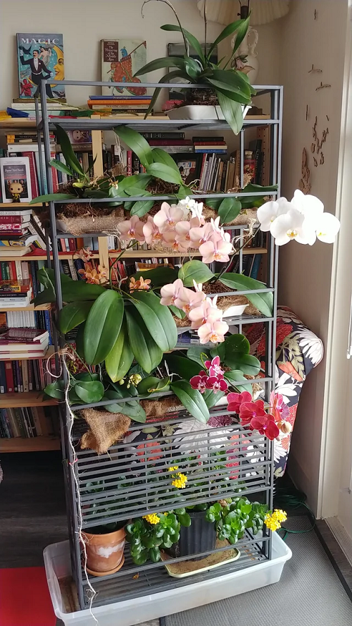 Indoor Orchid Garden ideas
