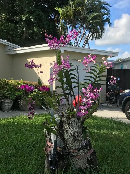 Tree Stump Orchid Idea in garden 