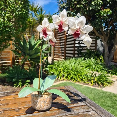 Orchid Pot for Porch Table arrangement 