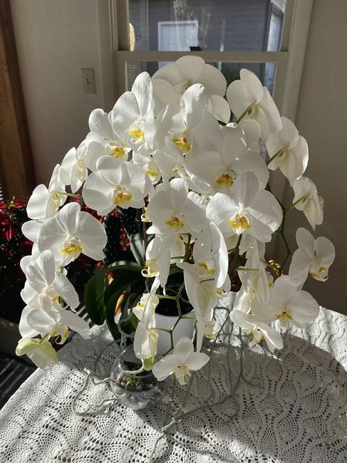 white orchids in full bloom