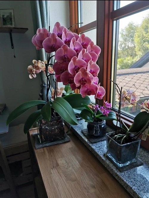 Beautiful Windowsill Orchid Pots