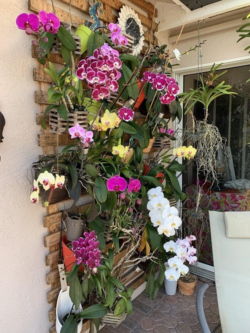Orchid wall Arrangement Ideas