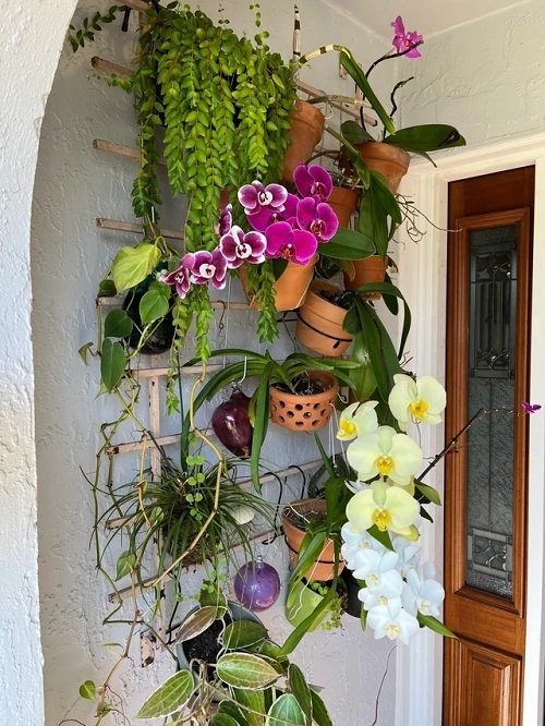 beautiful Orchid Arrangement Ideas