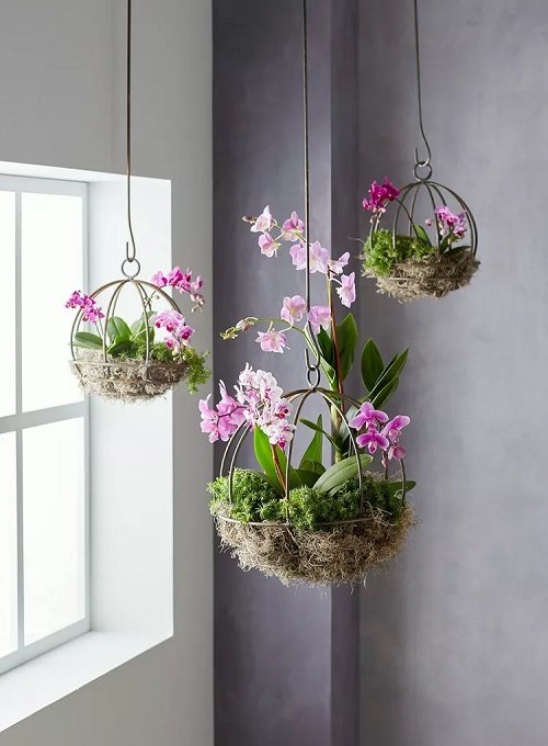Hanging Orchid Arrangement Ideas