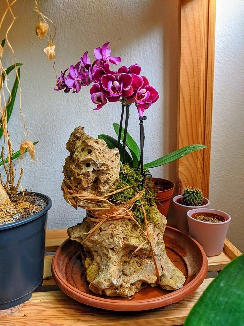 Amazing Orchid Arrangement Ideas on rock 