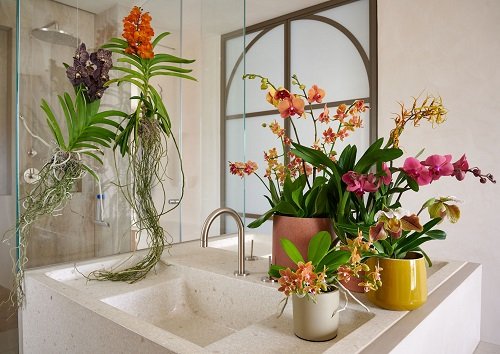 Orchid Arrangement Ideas in bathroom 