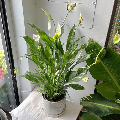 Peace Lily Alive and Thriving for Years to Come