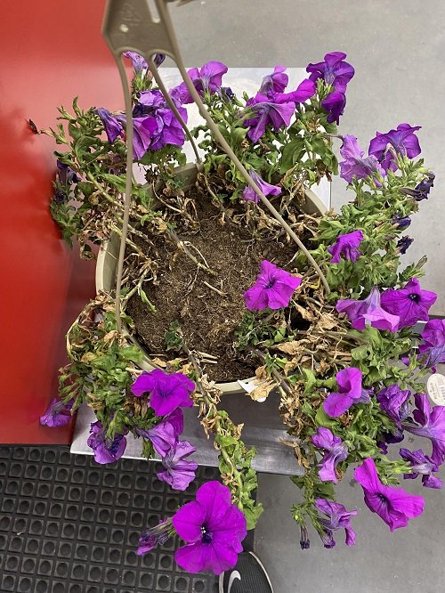 How to Revive Petunias