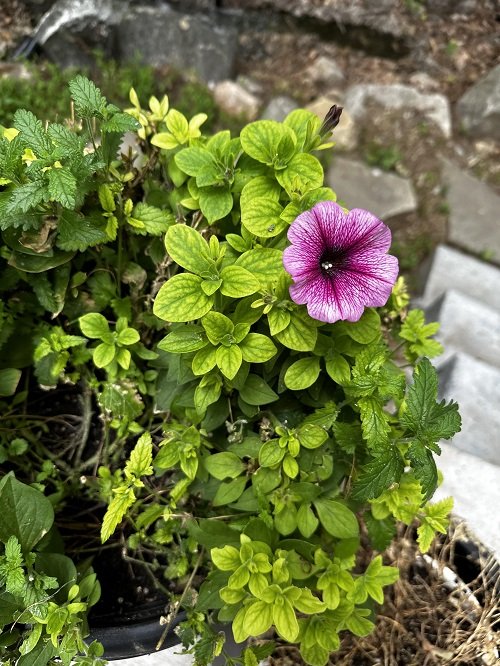 Revive Petunias If They Are Dying