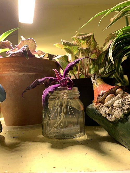 purple passion plant in jar