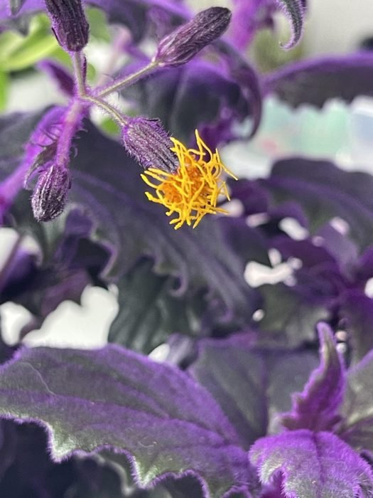Purple Passion Plant Care 2