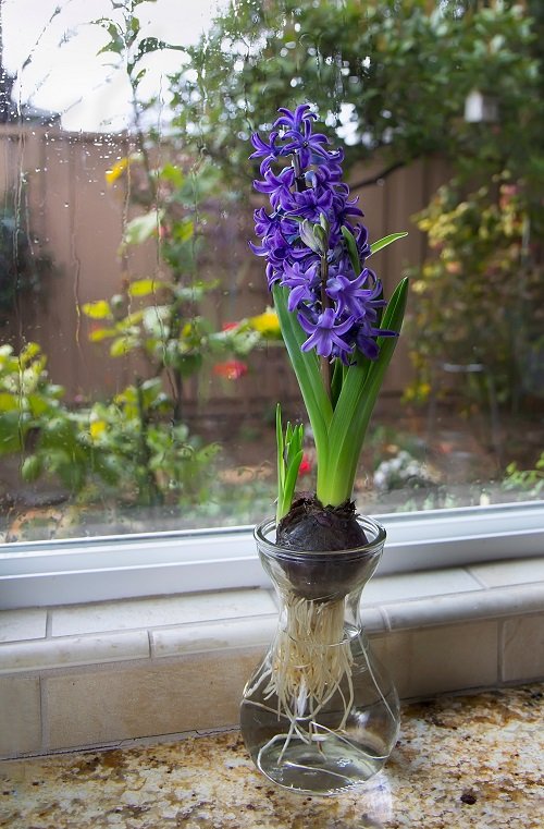 how to grow hyacinth in water jar