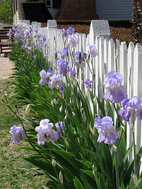 best iris flower arrangements 3