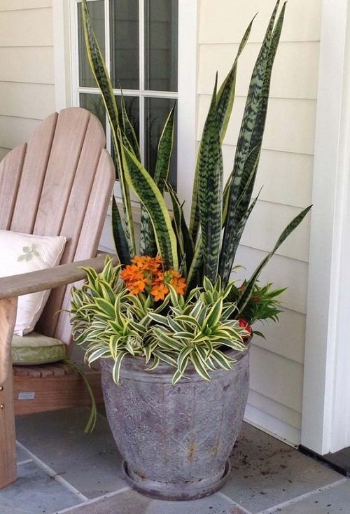 Beautiful Snake Plant Container Combination 2