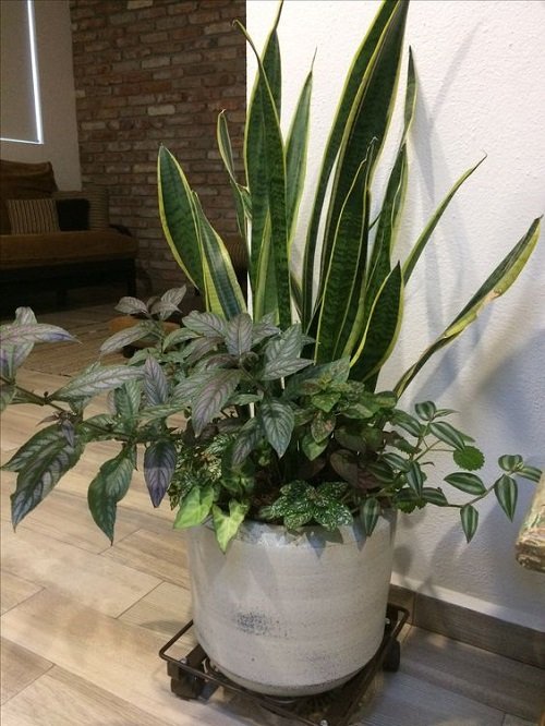 Snake Plant Container Combination