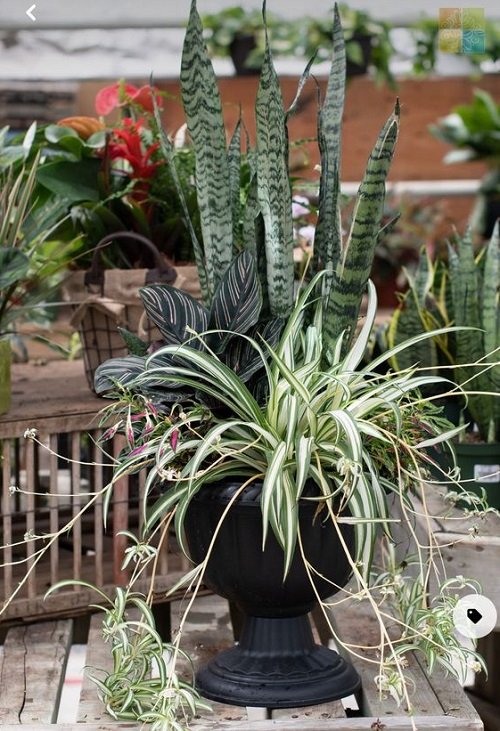 Snake Plant Container Combination outdoor