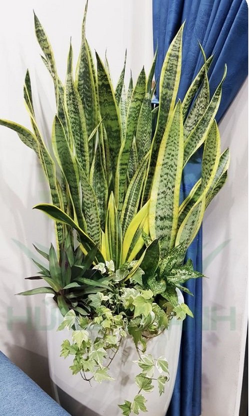 Snake Plant Container Combination in a lovely pot