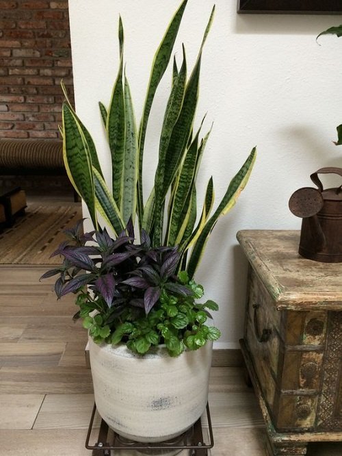 Snake Plant Container Combination indoor 2