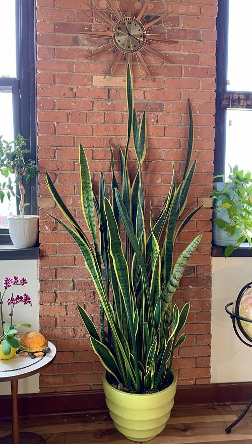Home Should Have a Snake Plant