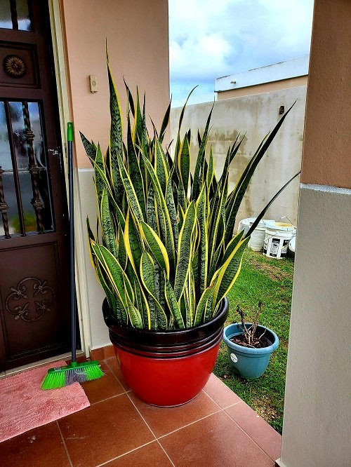Every Home Should Have a Snake Plant 1