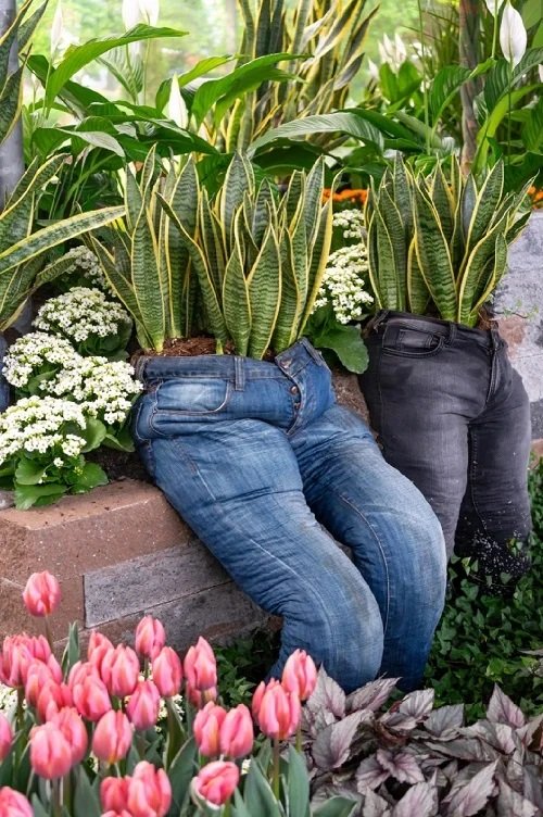 Beautiful Snake Plant Container Combination