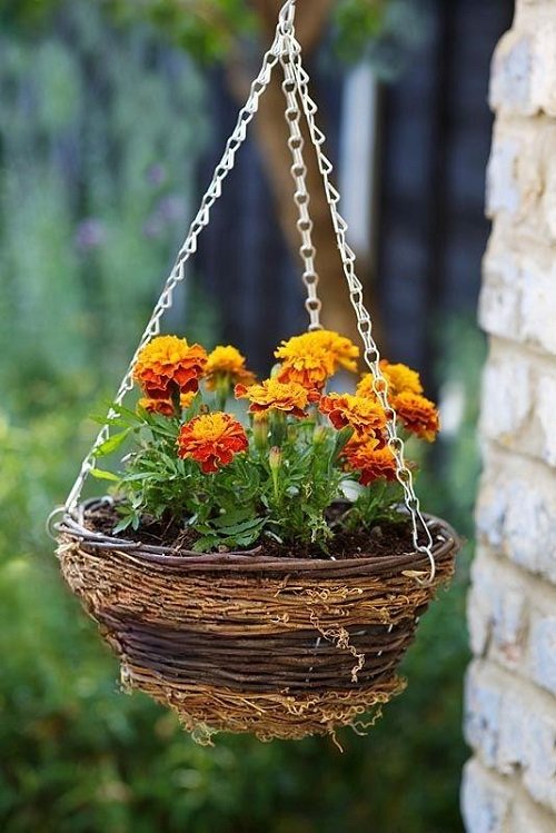 marigolds in hanging basket 1