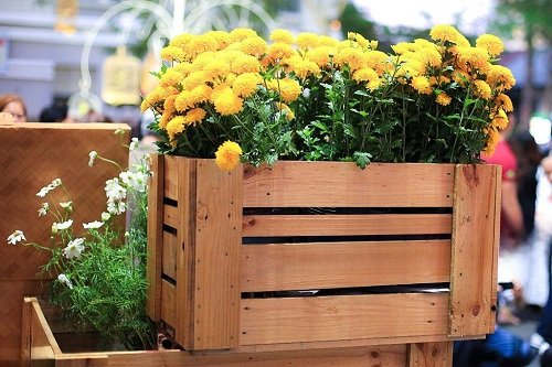 marigolds in container 5