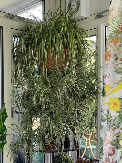 best ideas to grow spider plants vertically 