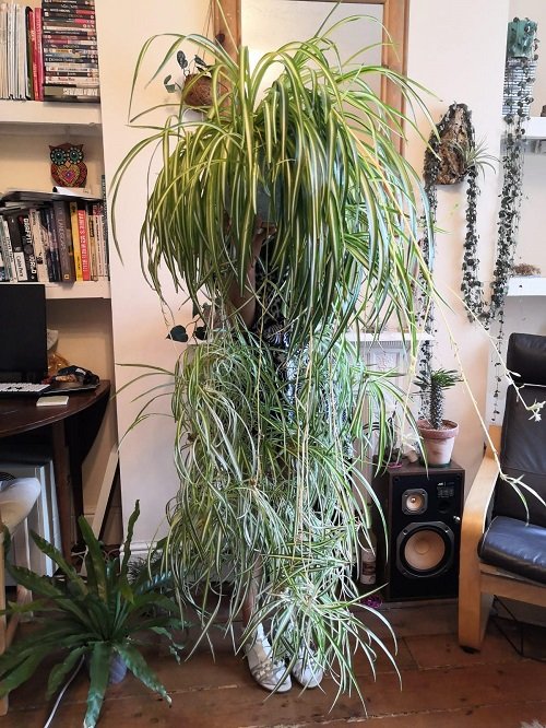 methods for vertical growth of spider plant 2