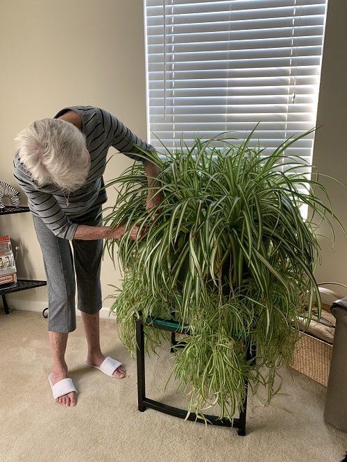 Tricks To Grow Biggest Spider Plants in home