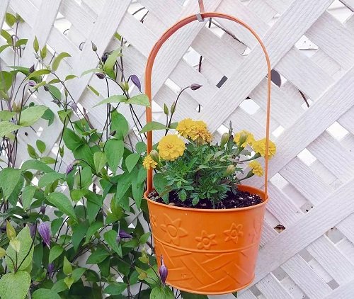 marigolds in hanging basket 3