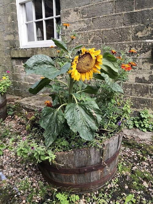 sunflower arrangements 3