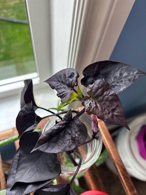 popular Purple Indoor Plants cuttings in water 2