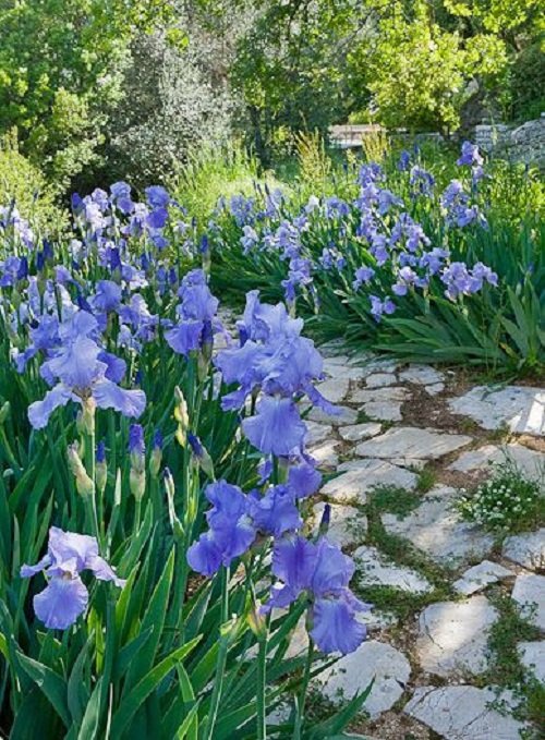 amazing iris arrangements 1