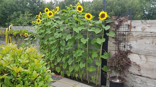 sunflower arrangements 6