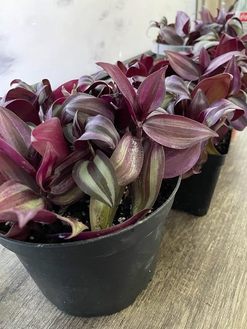 Purple Plants indoor cutting 