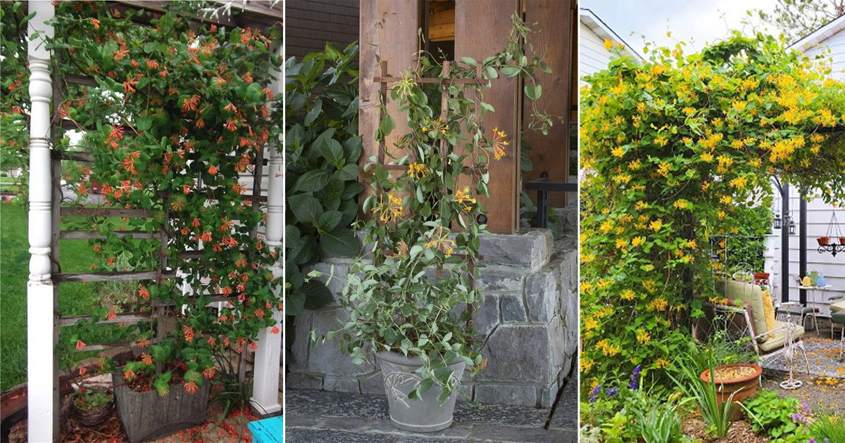 13 Honeysuckle Trellis Ideas 