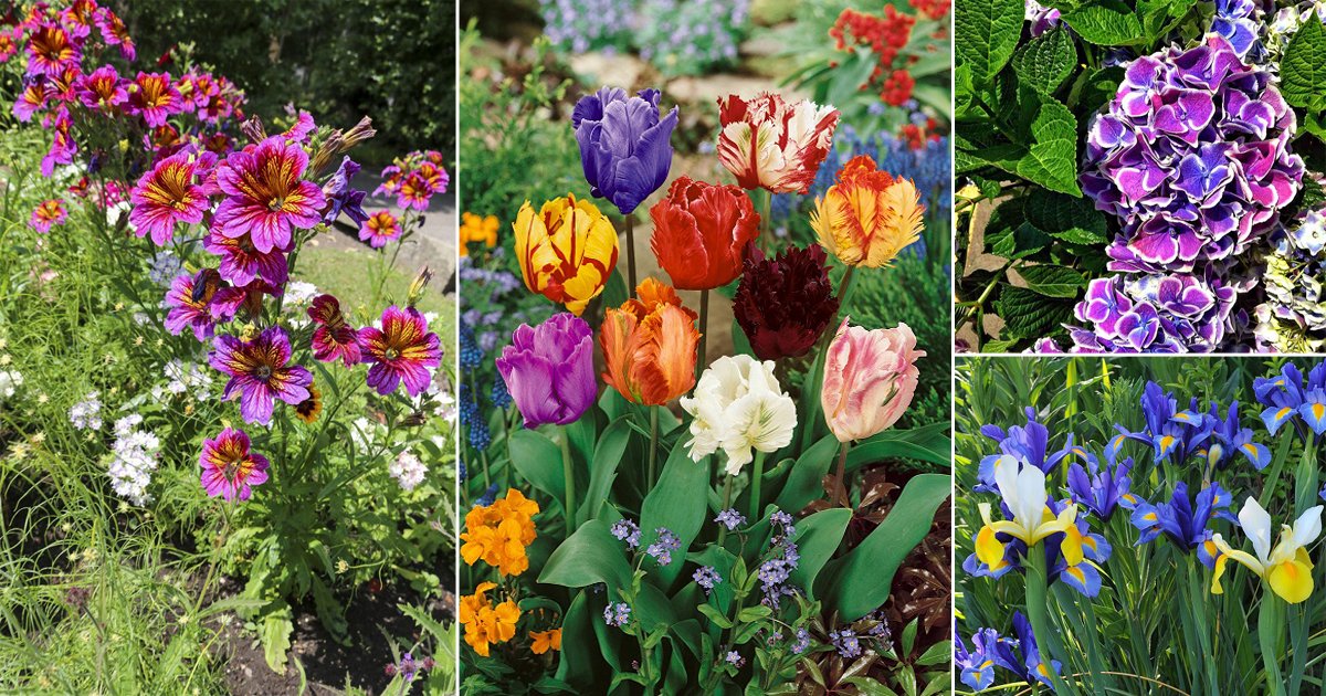 20 Prettiest Flowers in the World | Balcony Garden Web