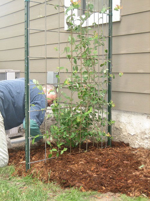 Trellis for honeysuckle vine 4