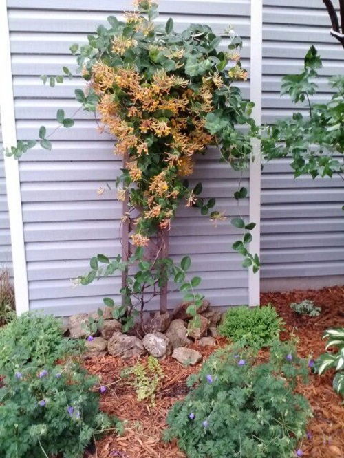 Trellis for honeysuckle vine 5