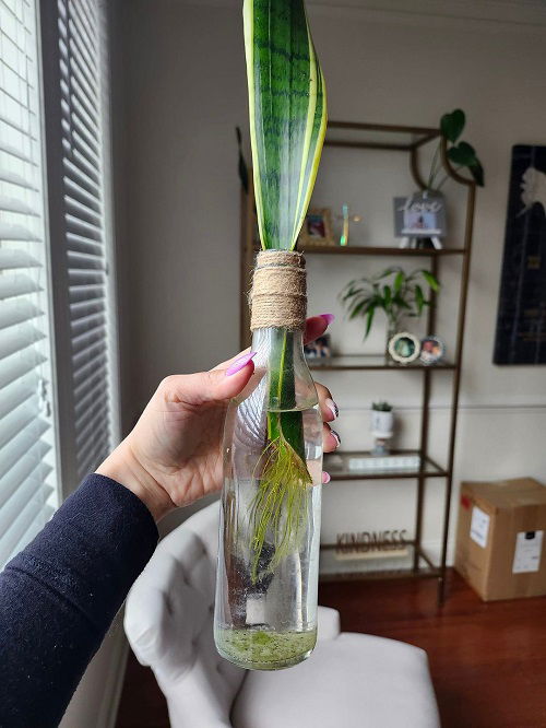 Snake Plant in Wine bottle 